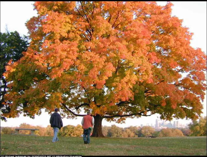 Acer saccharum or Sugar Maple is a great option for your front yard