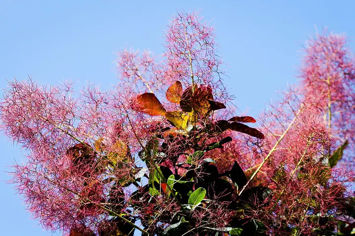 Cotinus Coggygria - perfect tree for front yard landscaping