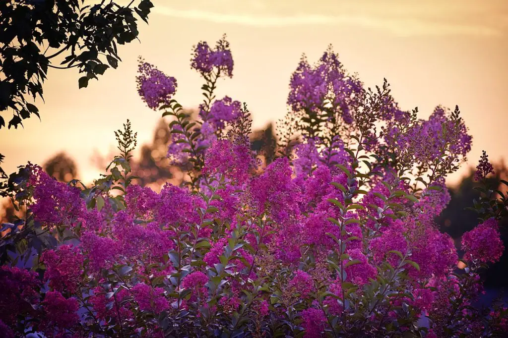 Crape Myrtle Tree - a great landscape tree for the front of your house.