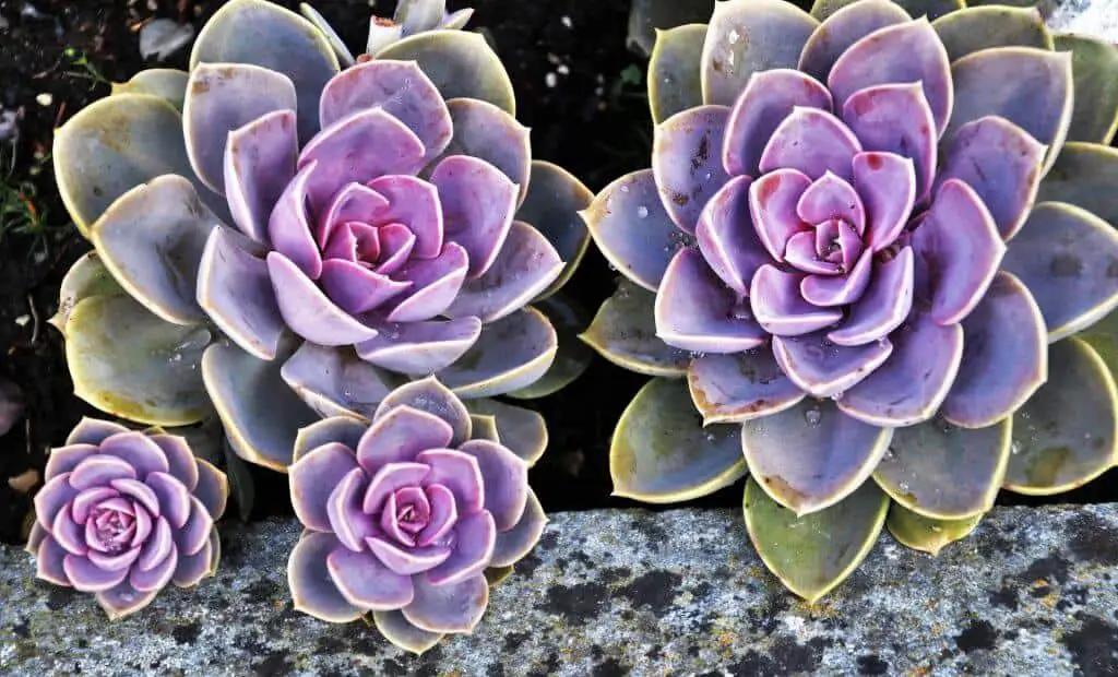 xeroscaping succulents