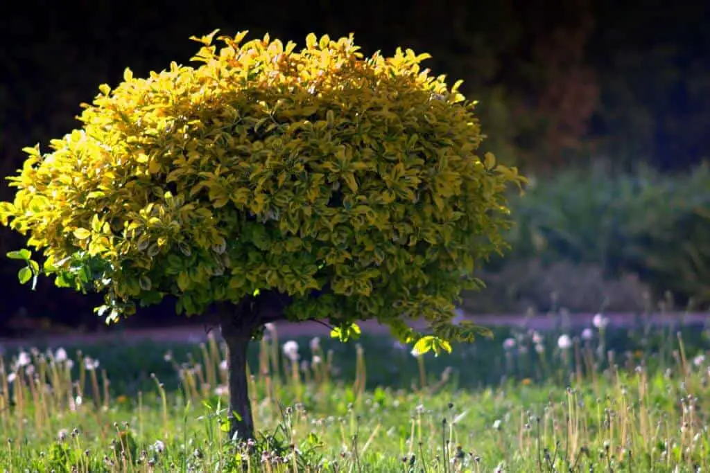 Best Dwarf Trees for Landscaping Small Yards