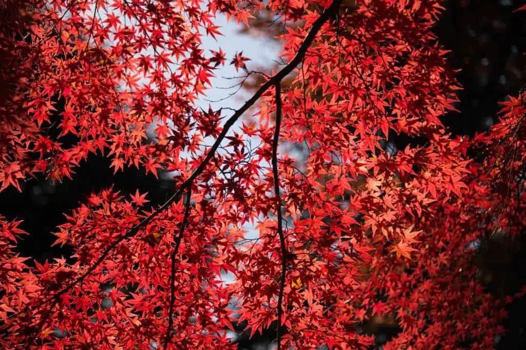 dwarf japanese maple tree