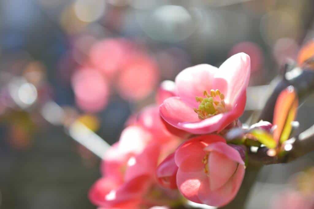 japanese ornamental quince rose garden