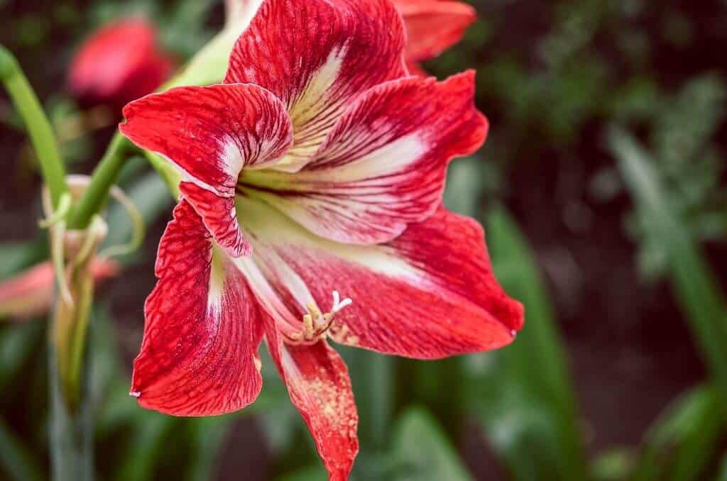 tropical landscaping front yard amaryllis