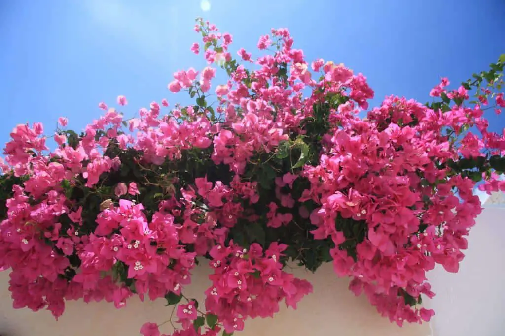 tropical flower garden Bougainvillaea