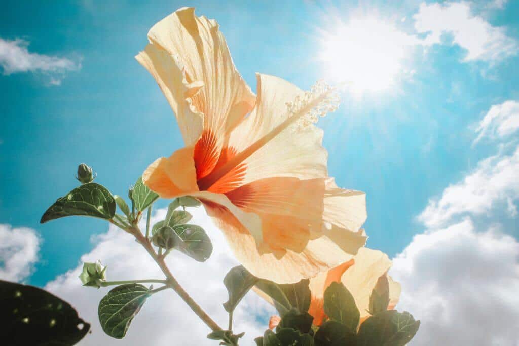 tropical flower garden hibiscus