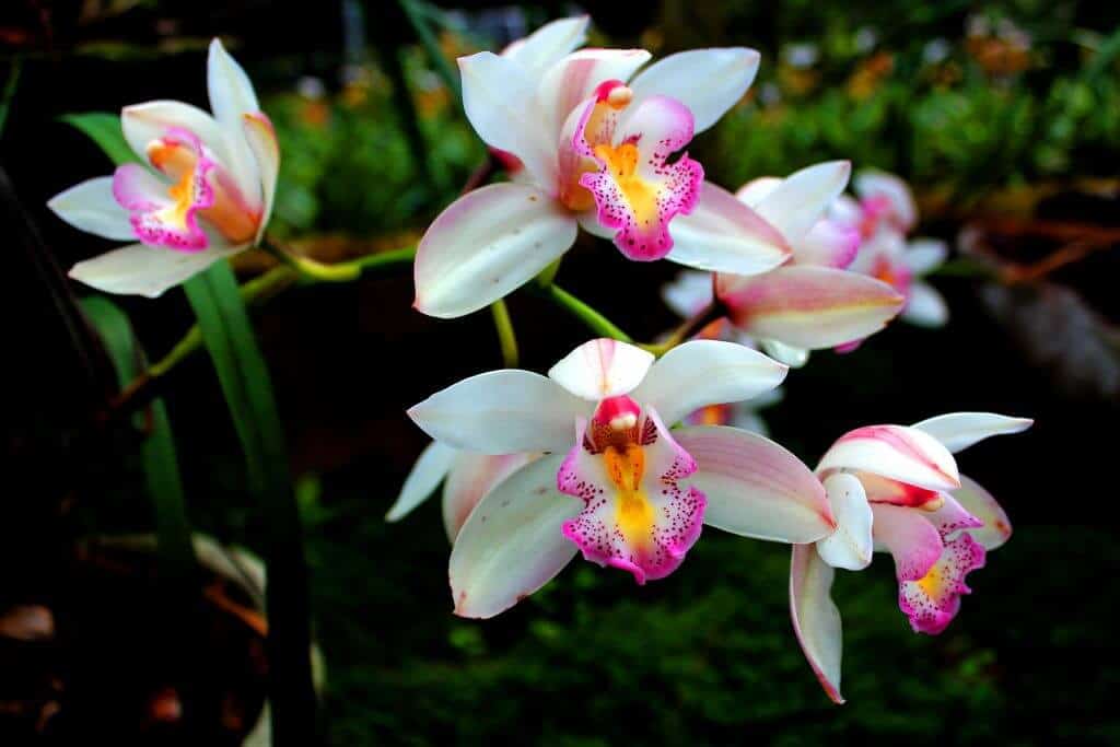tropical flower garden orchid