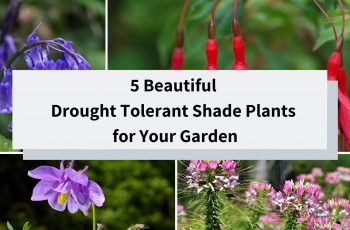 Beautiful drought tolerante shade plants for your garden
