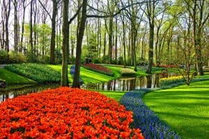 beautiful garden with drought tolerant shade plants