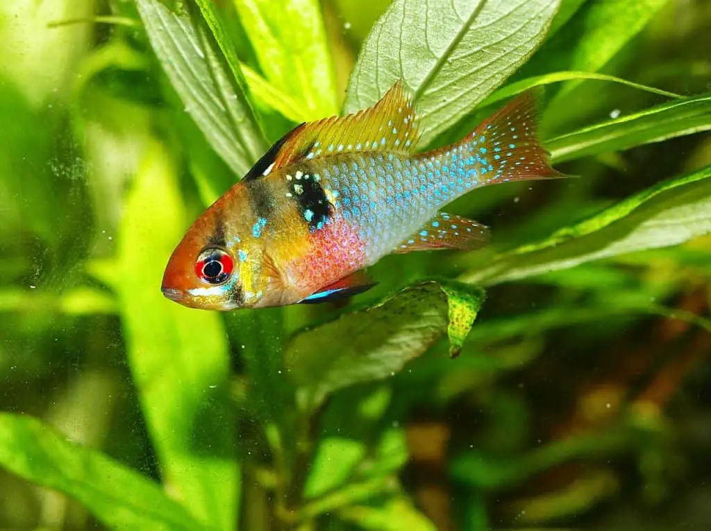 backyard pond fish