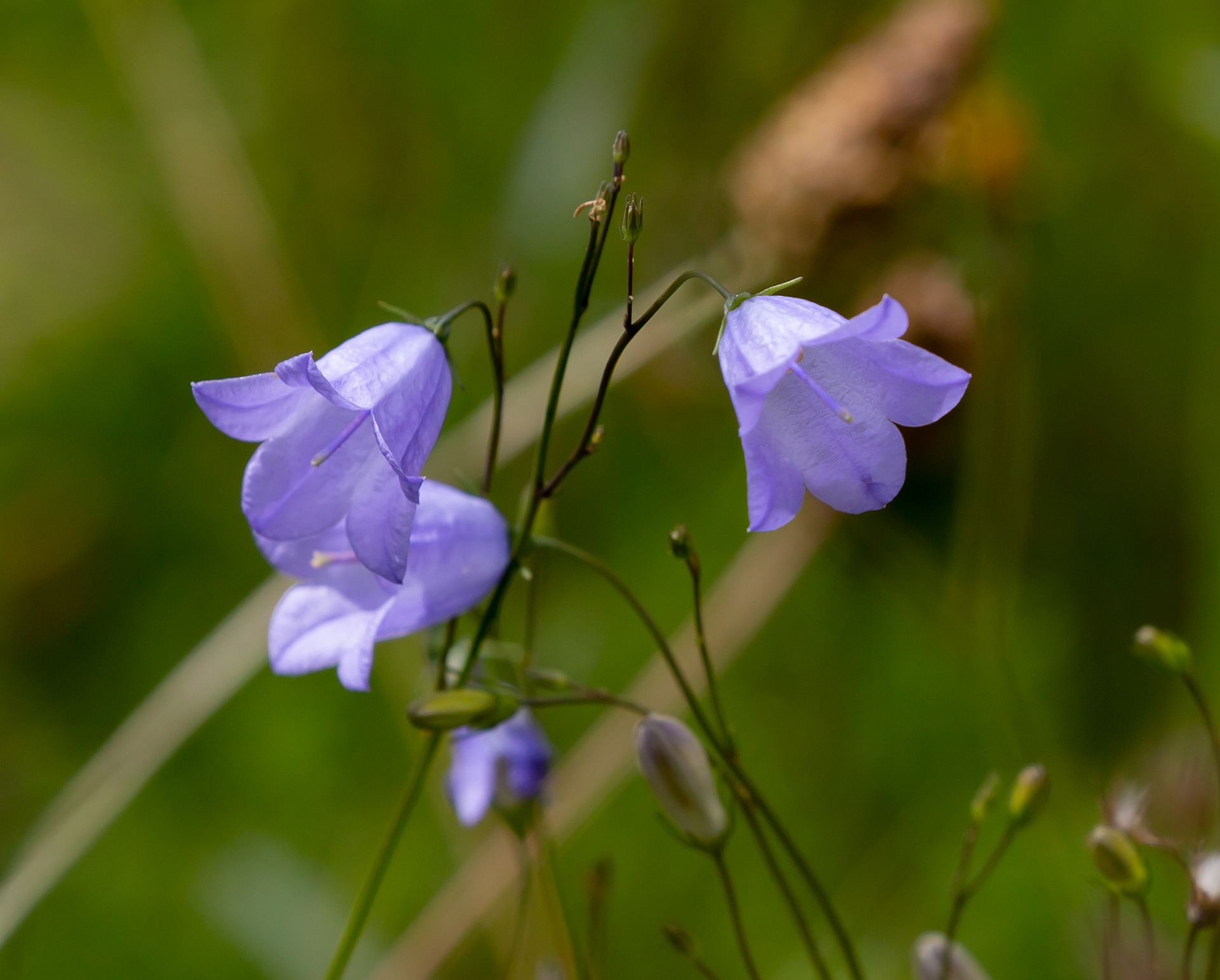 English Garden Plants Peach Leaf Bellflower