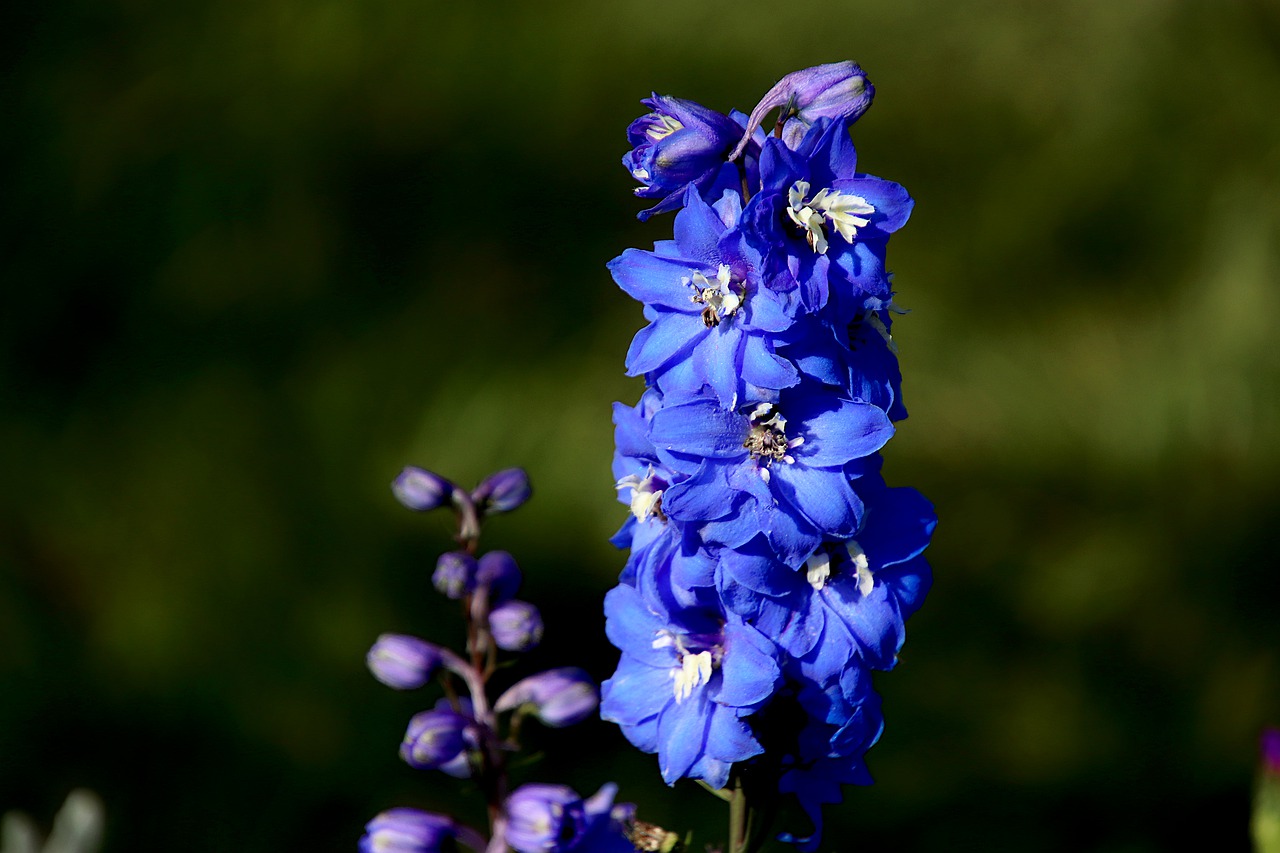 english garden plants Delphinium