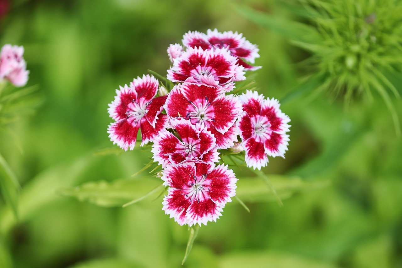 english garden plants Dianthus