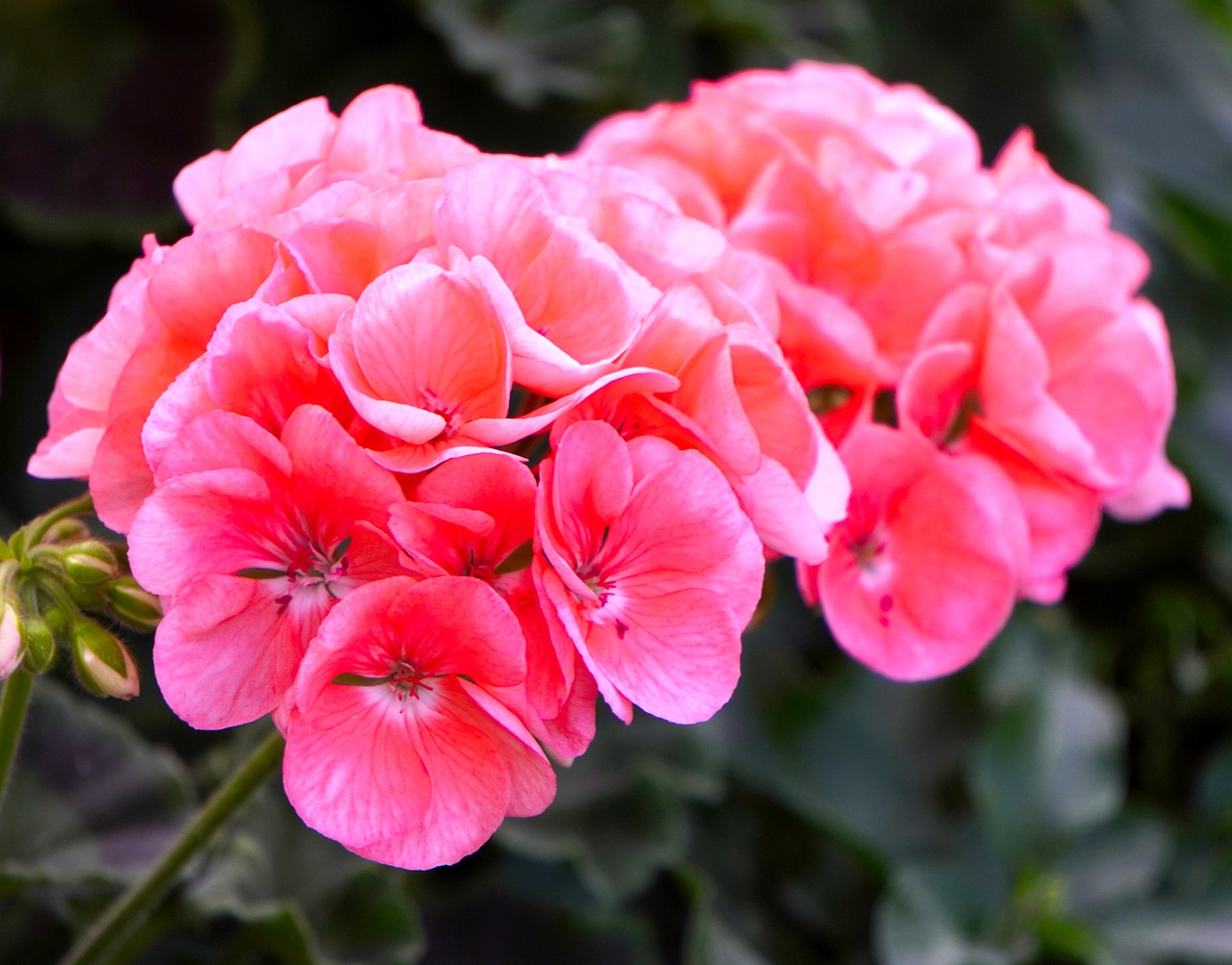 english garden plants Geranium