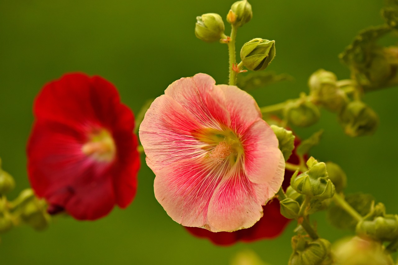 english garden plants Hollyhock