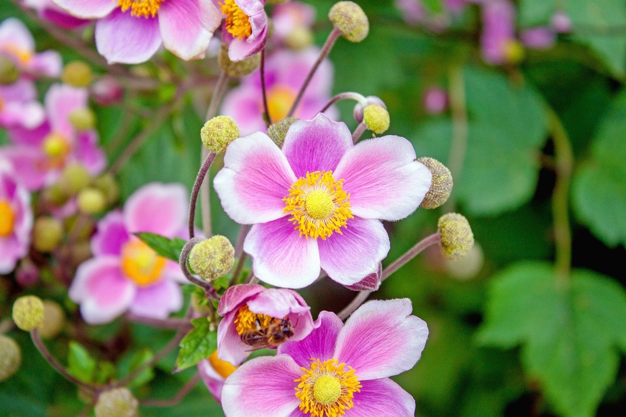 english garden plants Japanese Anemone