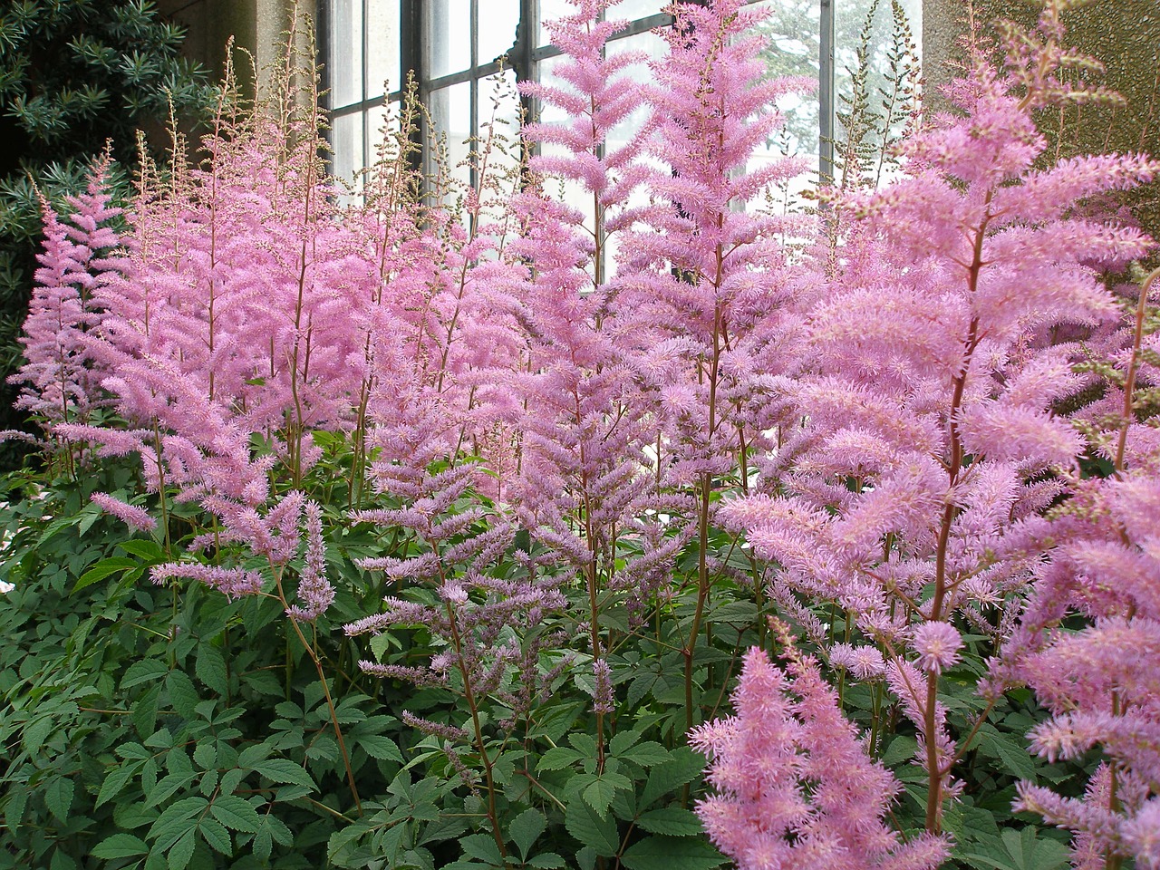 how to design a shade garden with colorful plants