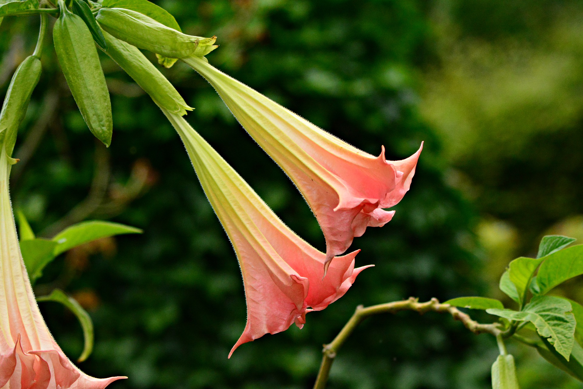 cold hardy angel's trumpets