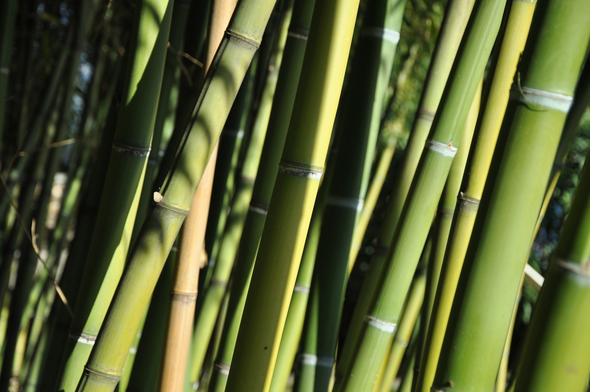 clumping bamboo plant