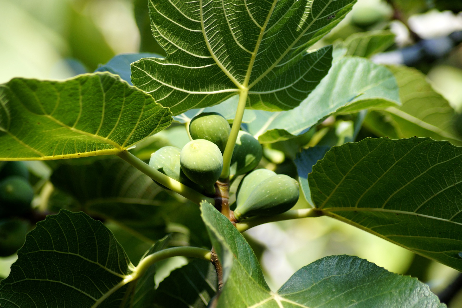 cold hardy fig trees