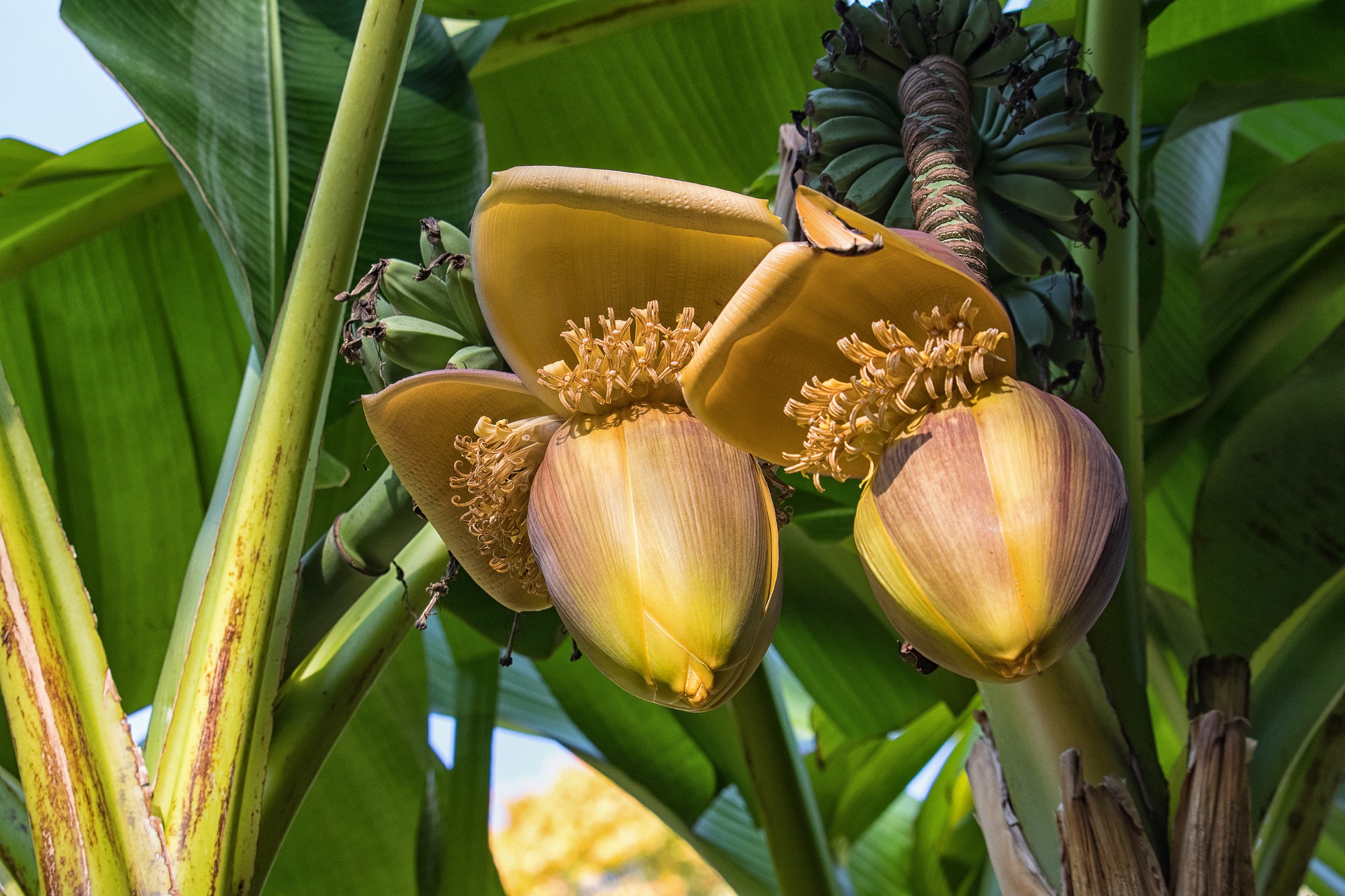 cold hardy tropical plants japanese fiber banana