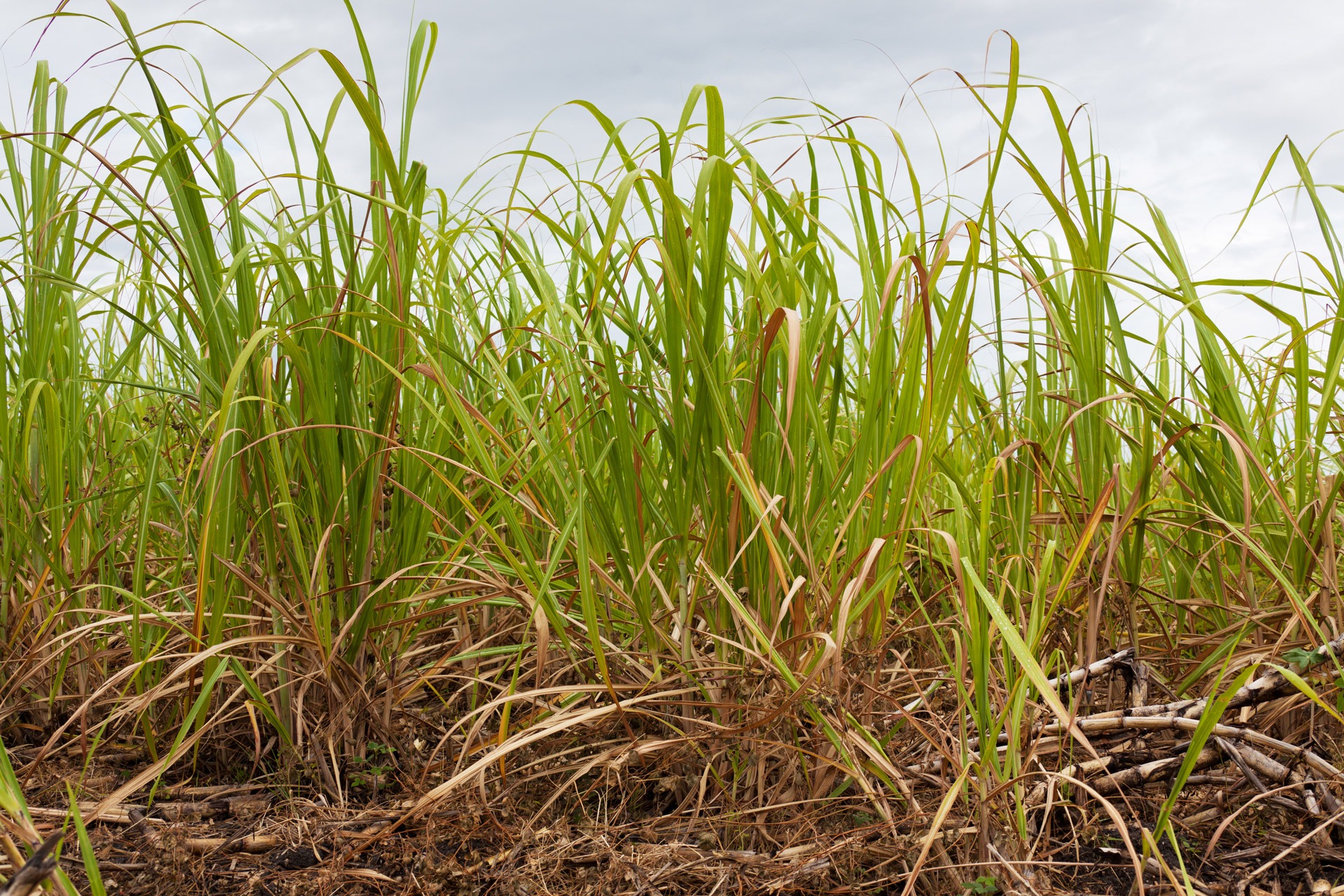 hardy sugar cane plants