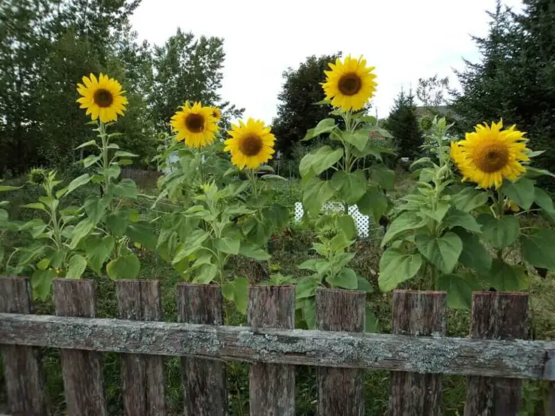 backyard sunflower fence