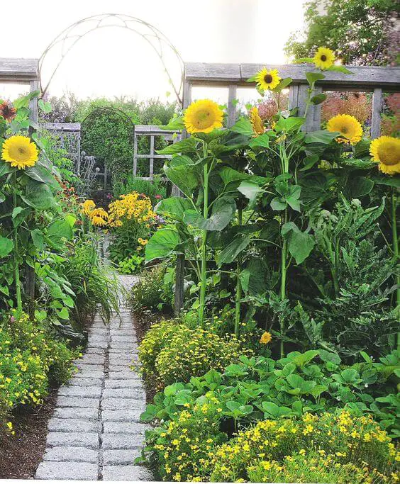 sunflower walkway