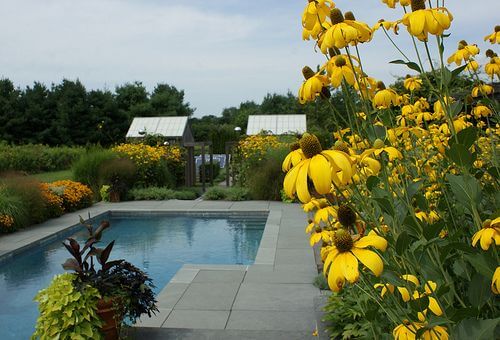 sunflowers around swimming pool