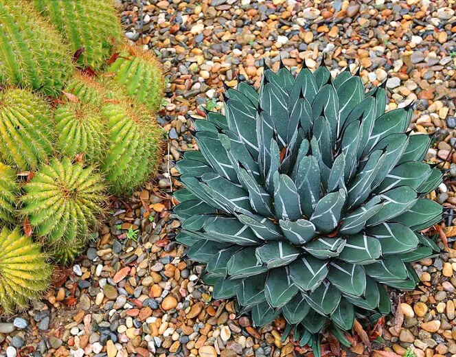 Agave plant