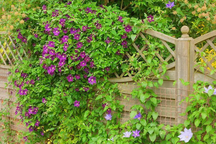 Climbing Plants Fence