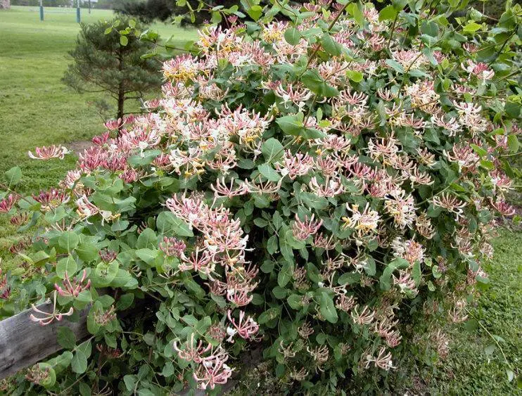 Dutch honeysuckle