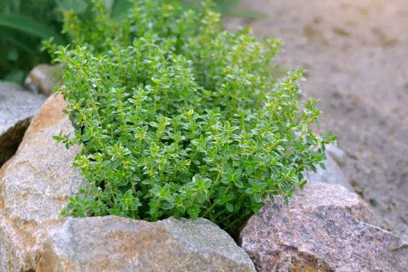 Lemon Thyme