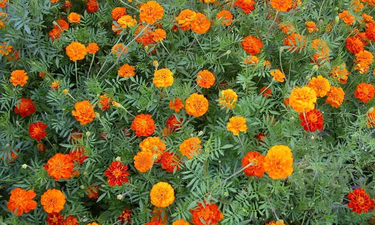 Marigolds