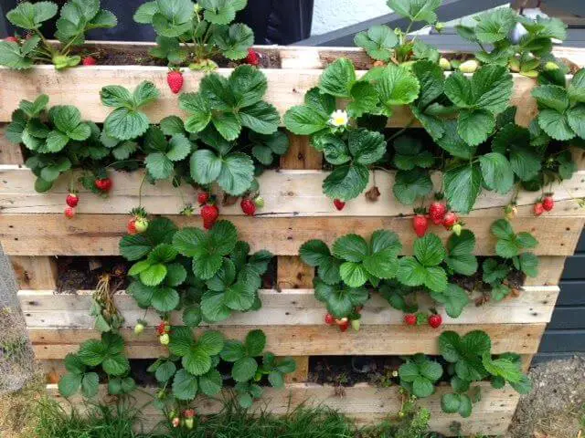 Pallet planter