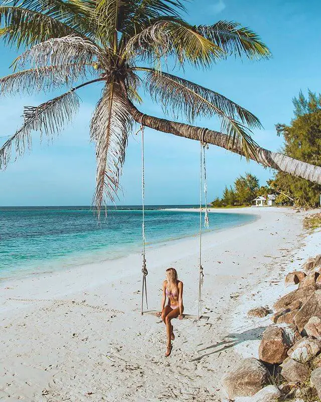 Palm Tree Swings