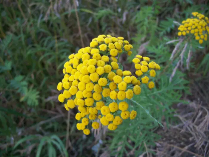 Tansy