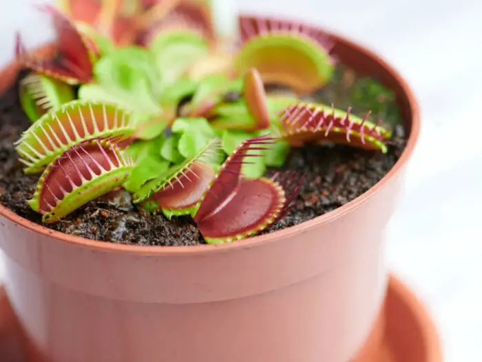 Venus Fly Trap