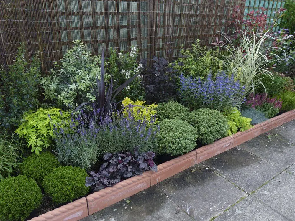 garden border shrubs