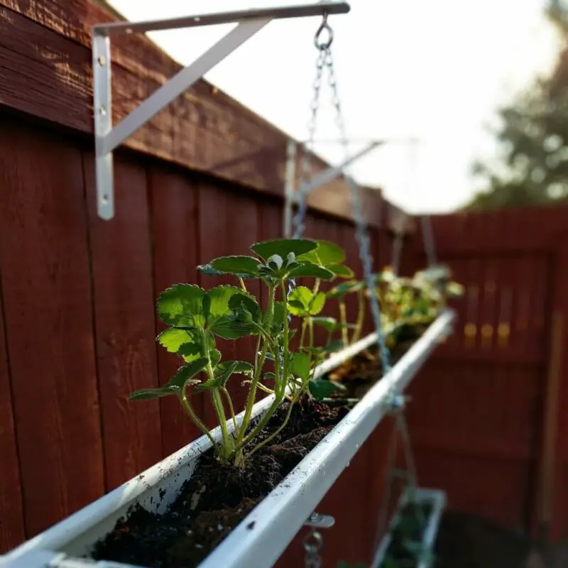 rain gutter strawberry planter