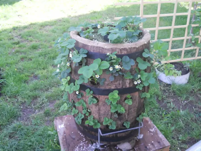 strawberry barrel planter