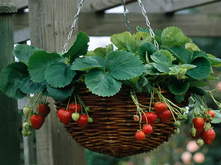 strawberry hanging baskets