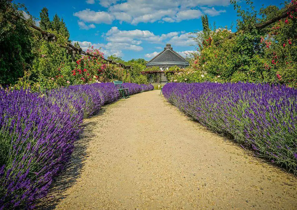 Lavender Garden Path 
