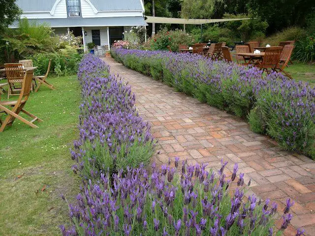 Lavender Hedge