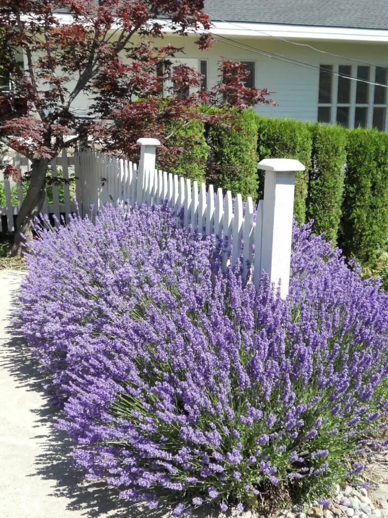 Lavender fence