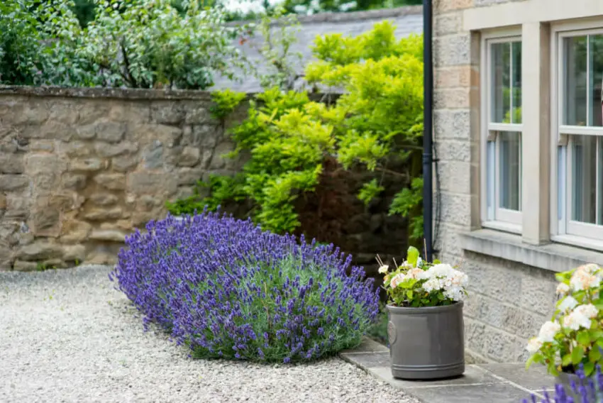 lavender garden edge